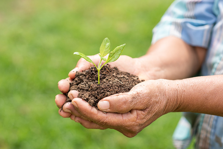 Irrigação Consciente: O Momento Certo de Regar - inspiração 2