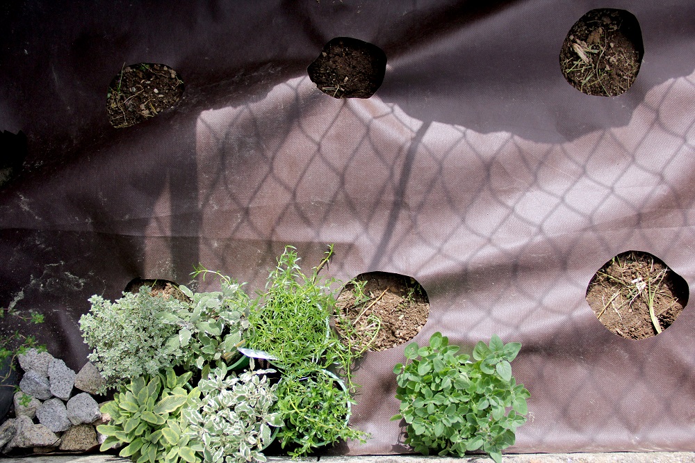 O Vaso Ideal: Tamanho e Drenagem para Ervas Felizes - inspiração 2