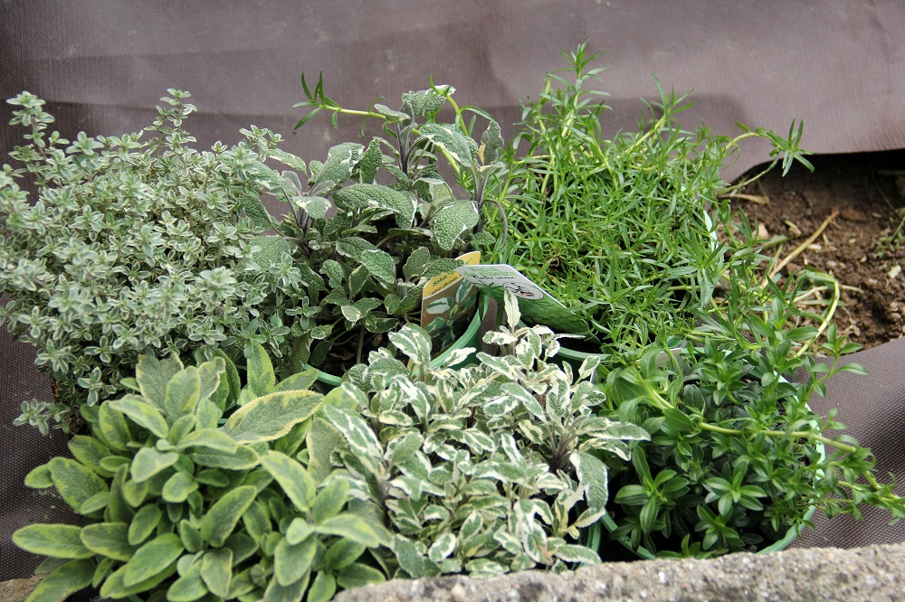 A Terra Certa: Mistura Leve e Nutritiva para o Sucesso - inspiração 2