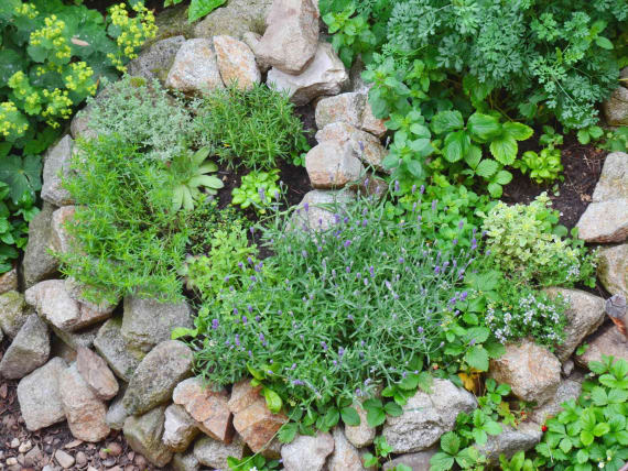 Plantando com Carinho: A Profundidade Certa e o Espaço que Elas Precisam - inspiração 1