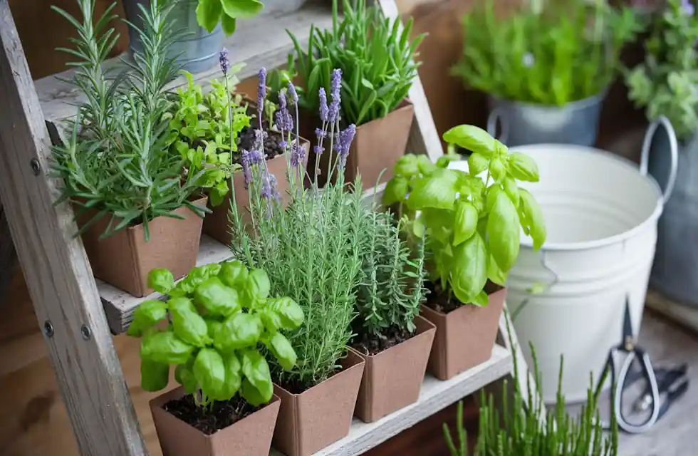 Regar com Atenção: Evitando Excesso e Falta de Água - inspiração 2