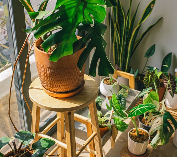 Camomila: Um Abraço em Forma de Chá e Flor - inspiração 1