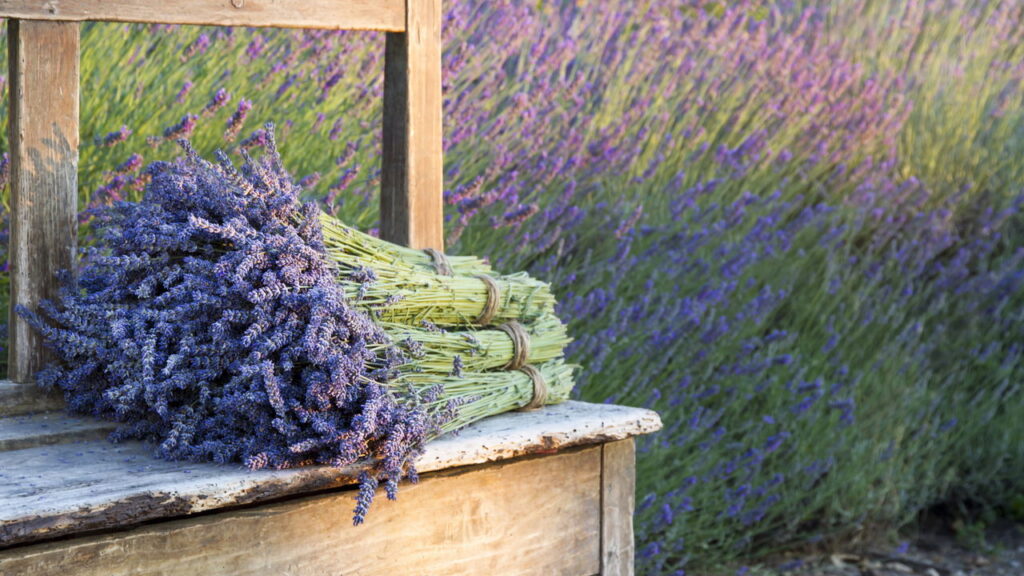 Manjericão: Versatilidade que Nutre Corpo e Alma - inspiração 2