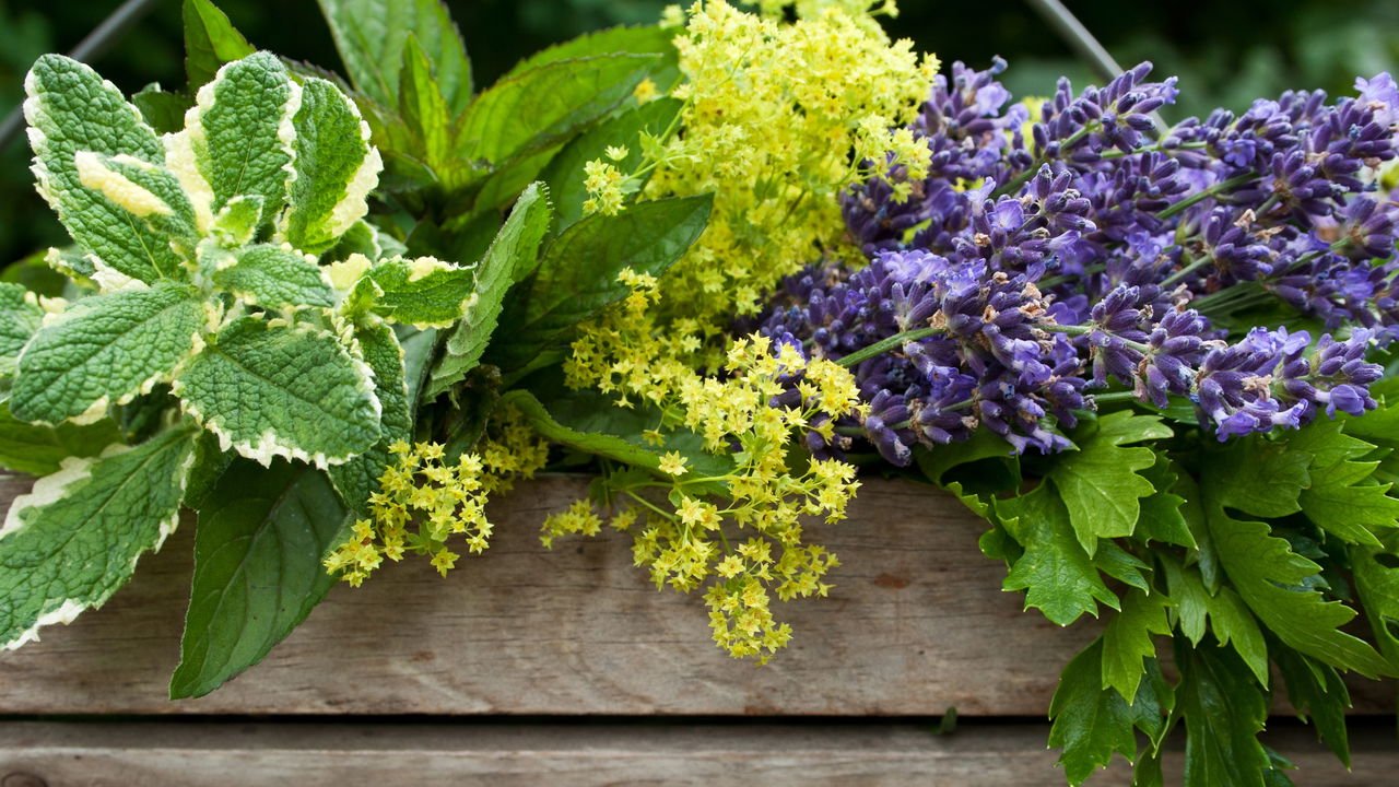 Valeriana: O Sonífero Natural para Noites Tranquilas - inspiração 1