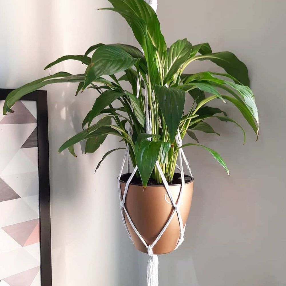 Plantas Que Combinam: A Sinergia Perfeita Entre Folhagens e Macramê - inspiração 2