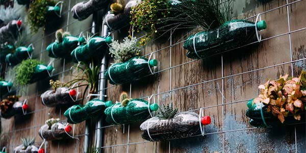 O Processo de Plantio: Da Semente à Mudinha - inspiração 1