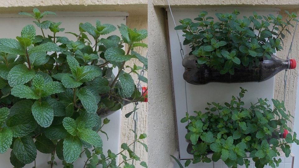 Nutrição Essencial: Fertilizando Suas Culturas Verticais - inspiração 2