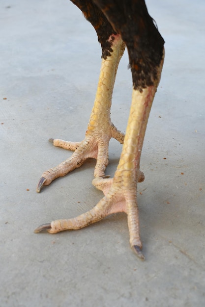 Toxina Botulínica: Suavizando Linhas de Expressão - inspiração 1