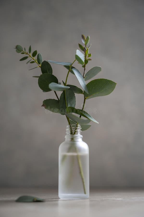 Eucalipto em Ambientes de Trabalho: Um Toque de Frescor e Produtividade - inspiração 1