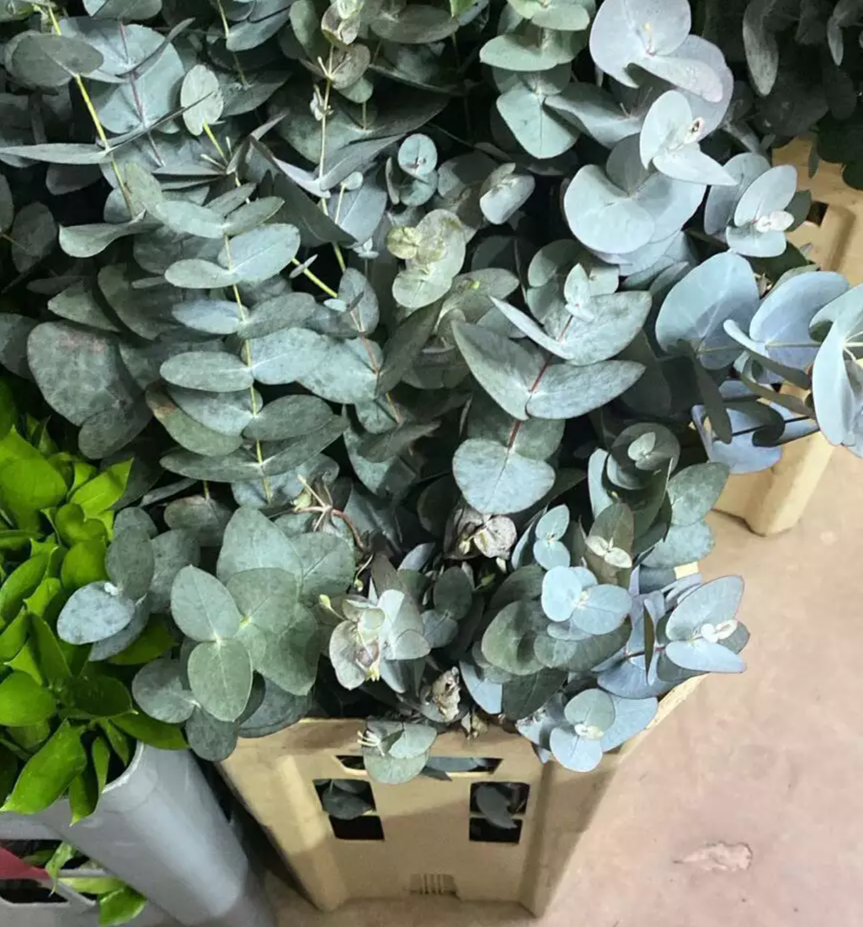 A Tendência 'Urban Jungle': Misturando Folhagens na sua Casa - inspiração 1