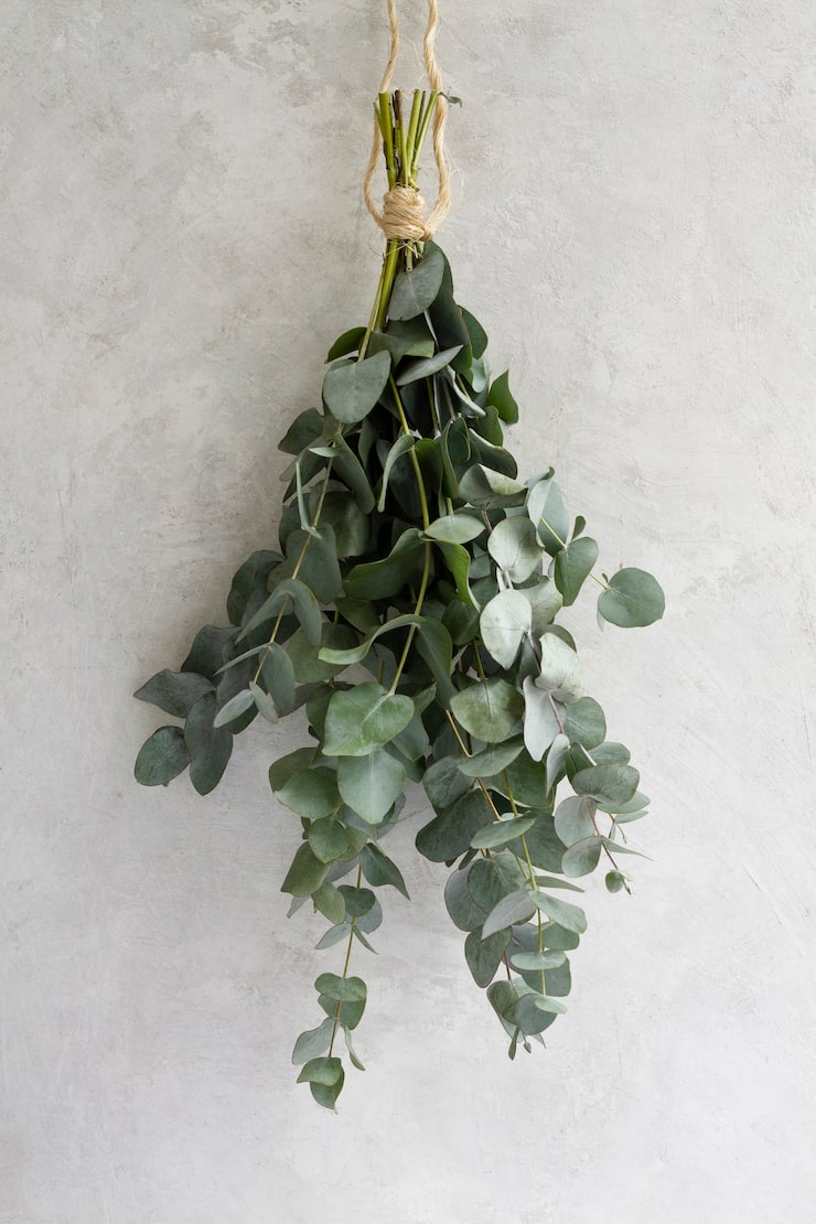 Eucalipto em Vasos Altos: Criando Pontos de Destaque - inspiração 2