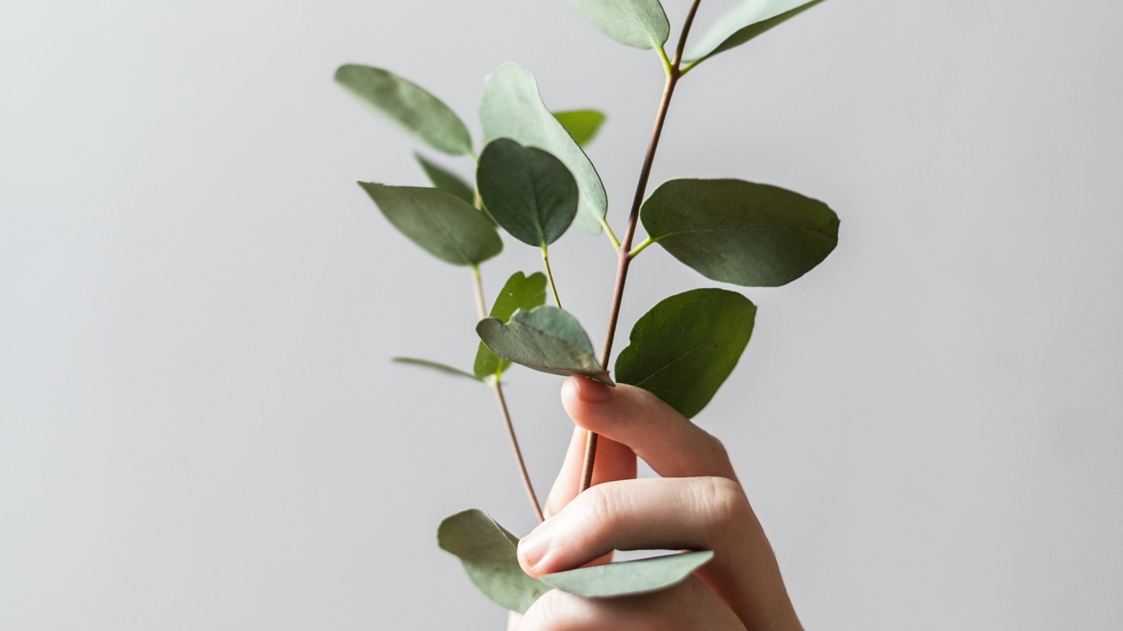 DIY: Como Secar e Conservar Ramos de Eucalipto para Durabilidade - inspiração 1