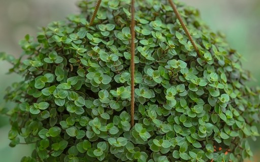 DIY: Como Secar e Conservar Ramos de Eucalipto para Durabilidade - inspiração 2