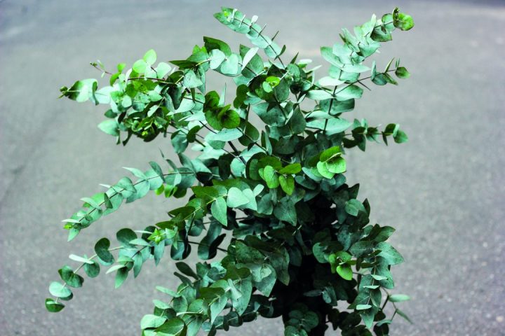 Combinações Perfeitas: Com Quais Outras Plantas o Eucalipto Brilha? - inspiração 1