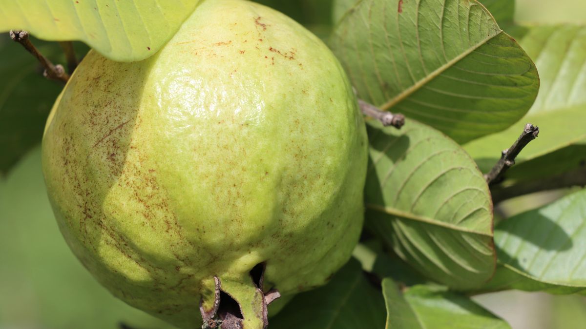 beneficios surpreendentes cha folha goiaba