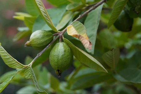 contraindicações cha folha goiaba