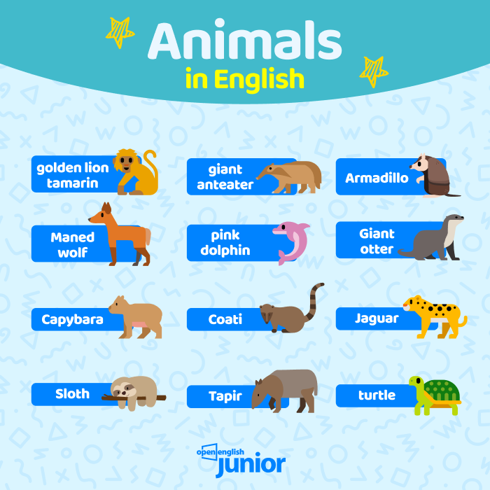 erros comuns ao aprender nomes de animais em inglês