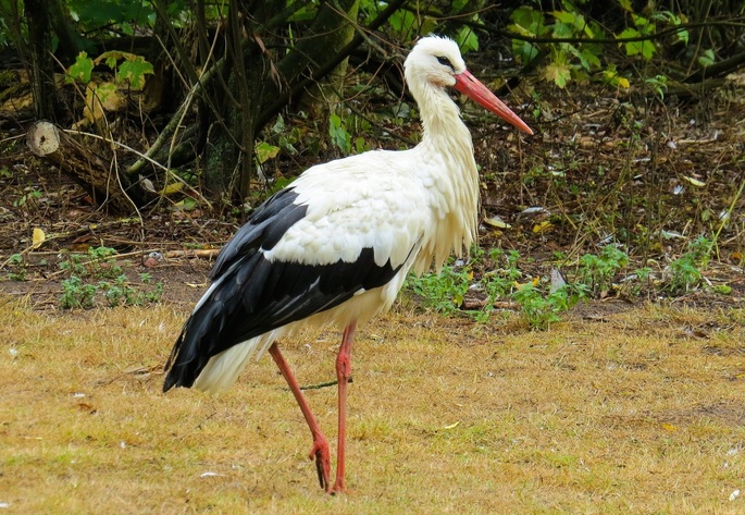 custo médio para ter um cachorro