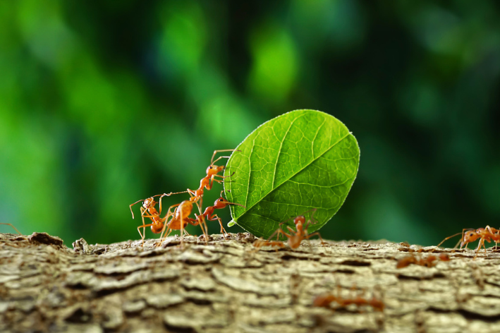lista de animais que começam com a letra f