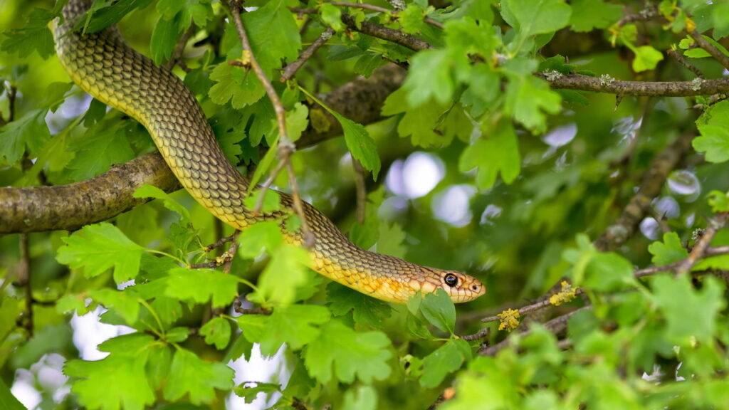 repelentes naturais para cobras