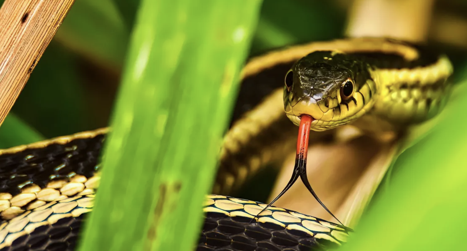 repelentes naturais para cobras