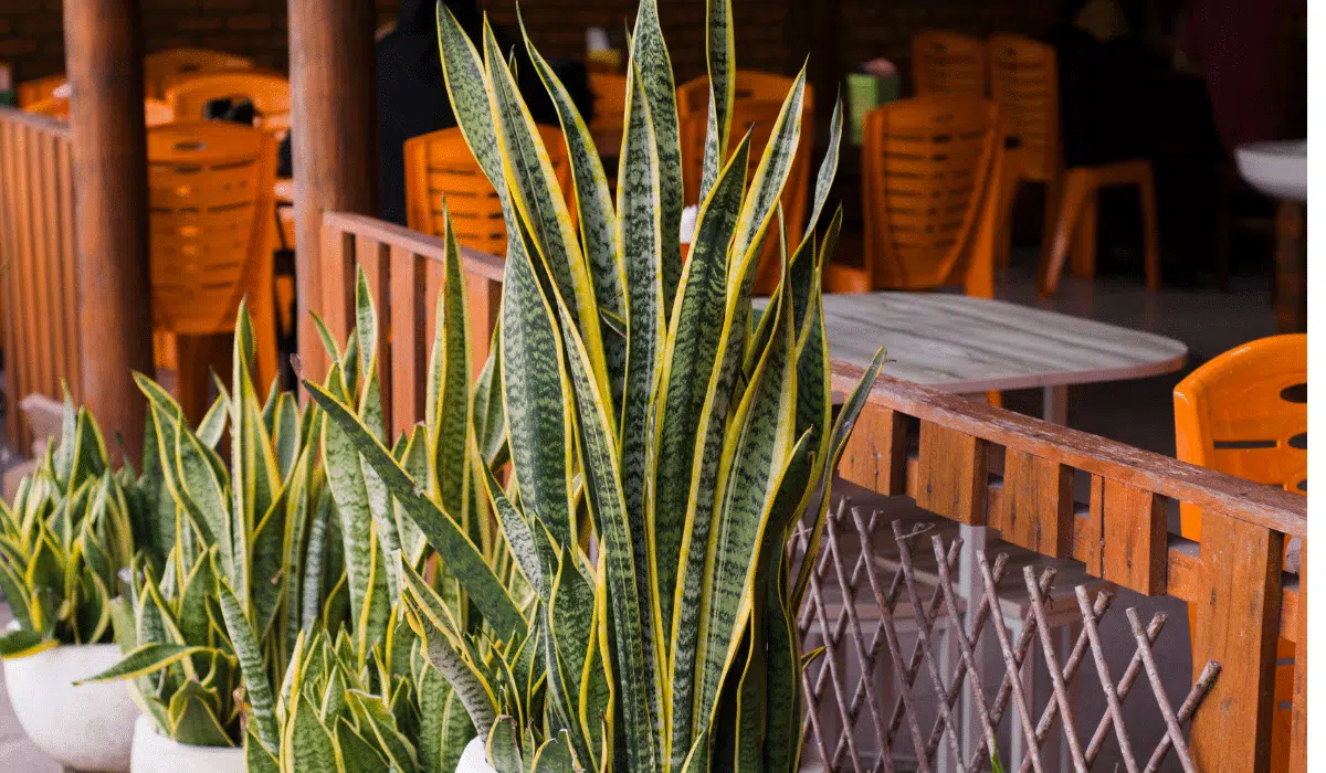 plantas para segurança residencial