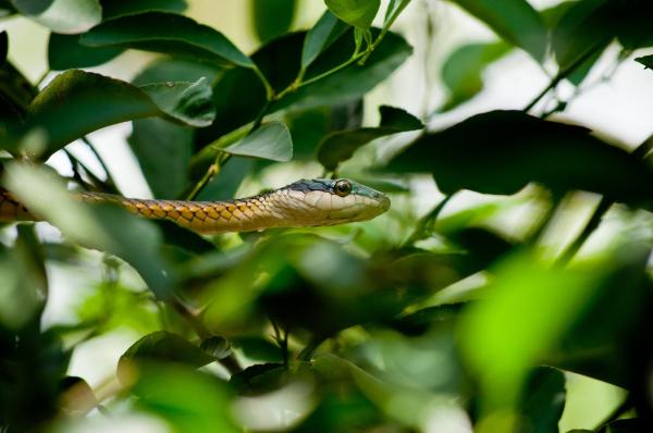 jardim livre de cobras