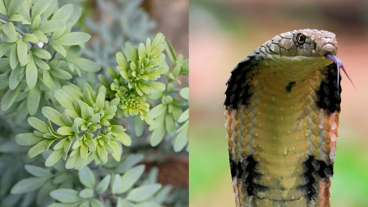 plantas que cobras não gostam