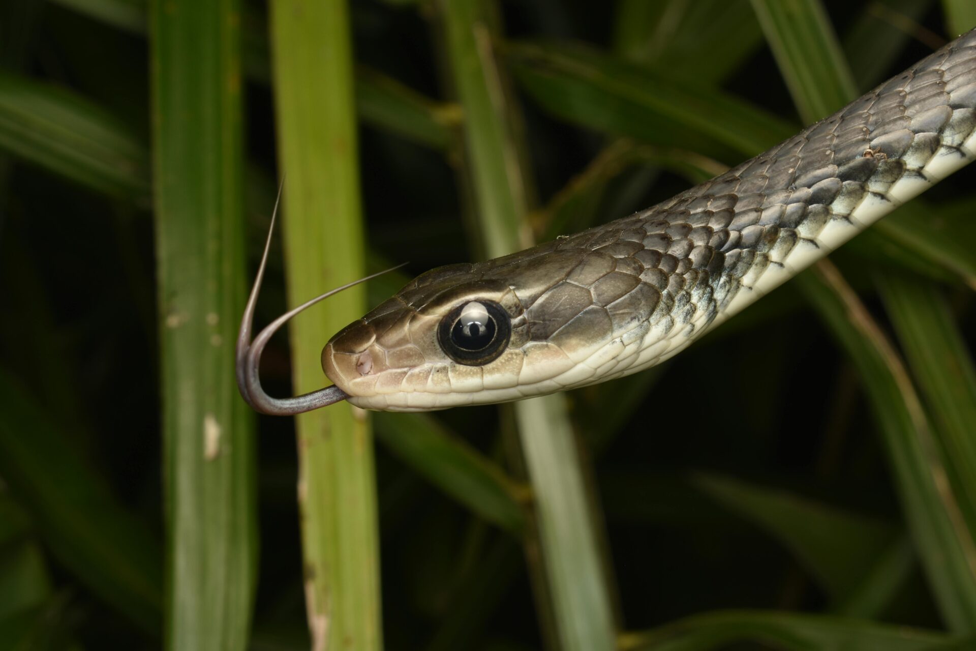como evitar cobras no jardim