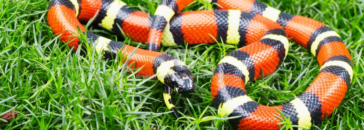 como evitar cobras no jardim