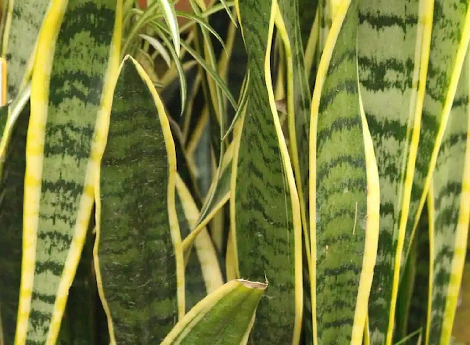plantas para segurança residencial