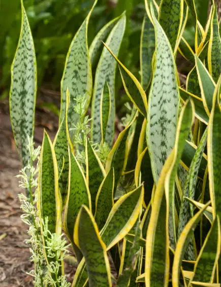 plantas que cobras não gostam