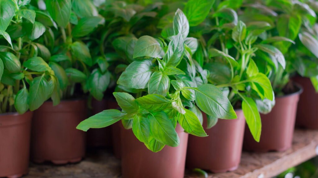 plantas aromáticas repelentes