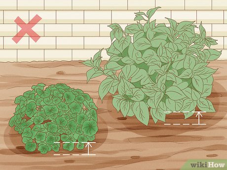 barreira vegetal contra répteis