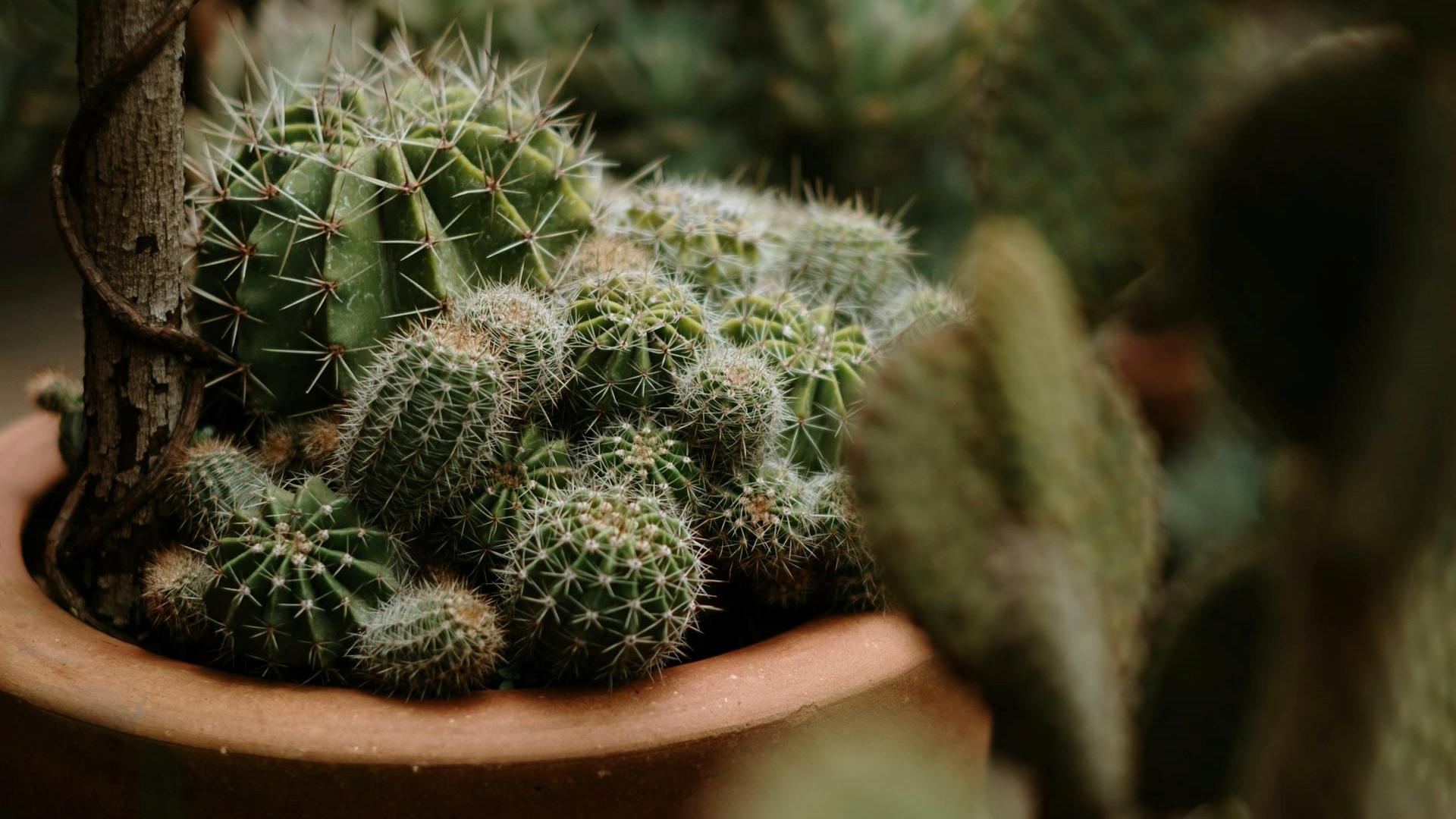 melhores lugares para cacto feng shui prosperidade