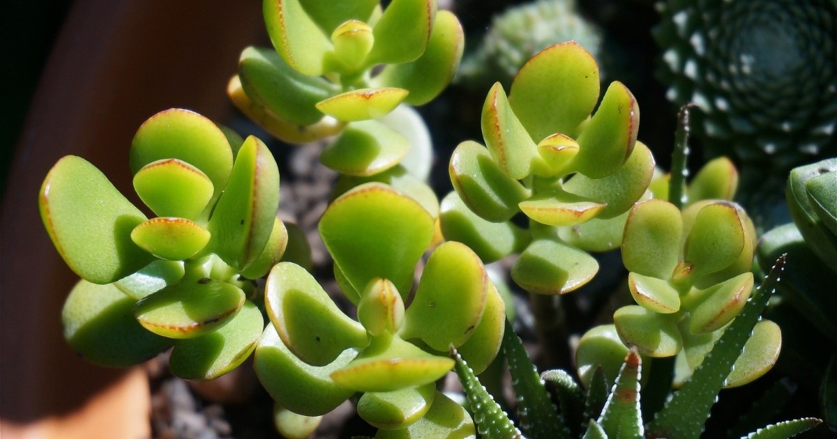 cacto no quarto feng shui malefícios