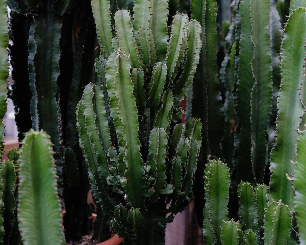 cacto morrendo significado espiritual