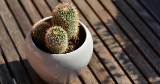 7 sinais espirituais cacto morrendo e o que fazer