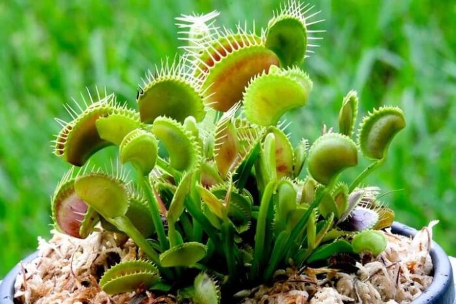 como cuidar de plantas carnivoras