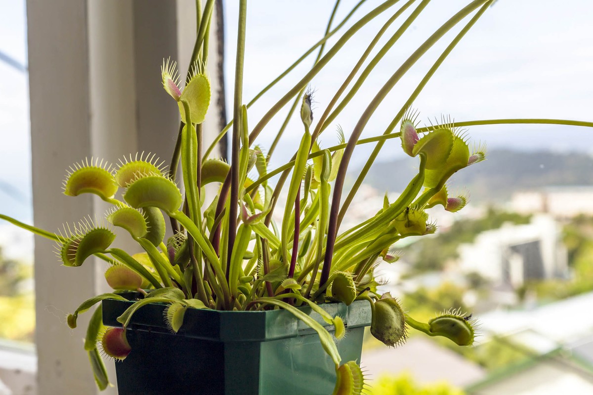 5 ideias de títulos:
1. Guia Completo: Como Cuidar de Plantas Carnívoras em Casa
2. Os Erros Mais Comuns ao Cuidar de Plantas Carnívoras (e Como Evitá-los)
3. Substrato