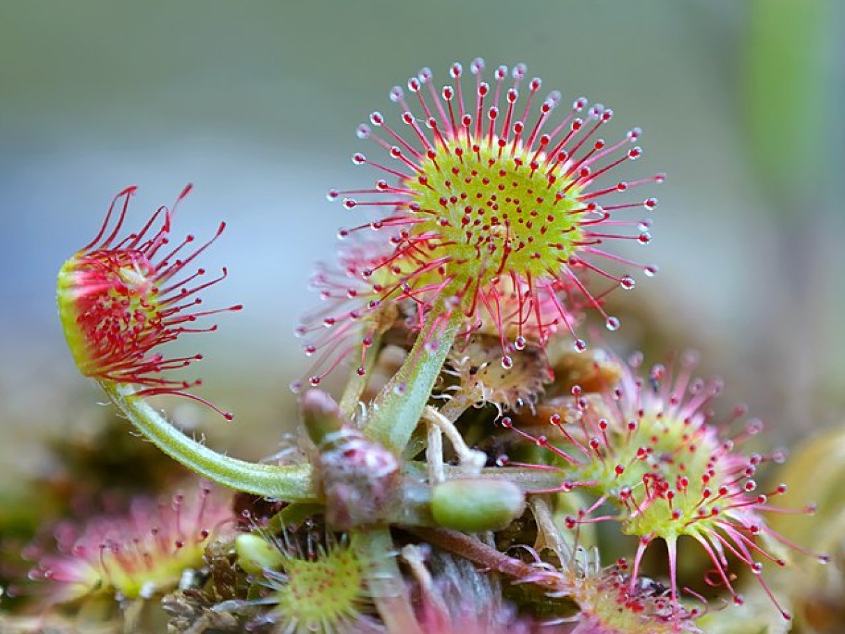 como cuidar de plantas carnivoras