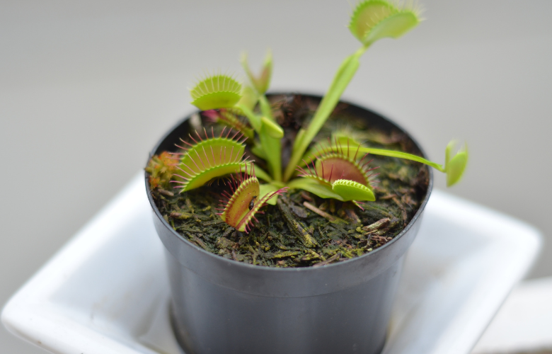 5 ideias de títulos:
1. Guia Completo: Como Cuidar de Plantas Carnívoras em Casa
2. Os Erros Mais Comuns ao Cuidar de Plantas Carnívoras (e Como Evitá-los)
3. Substrato