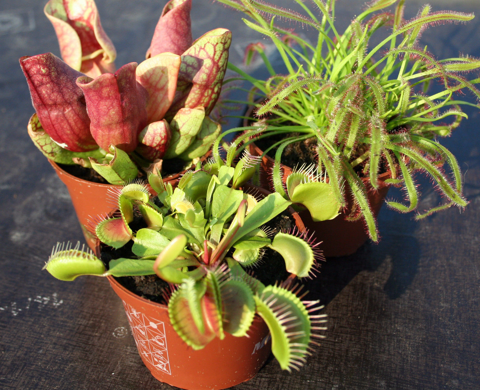 como cuidar de plantas carnivoras