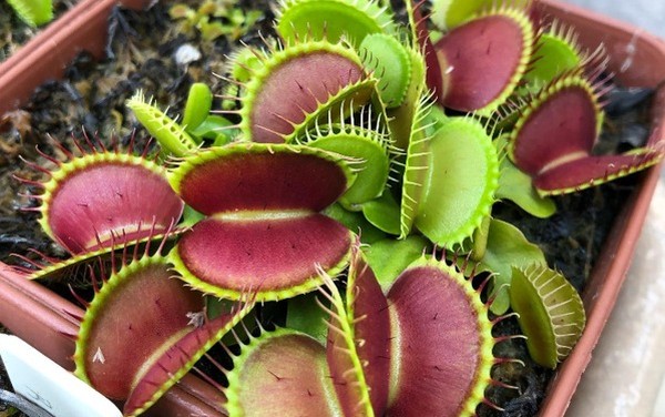como cuidar de plantas carnivoras