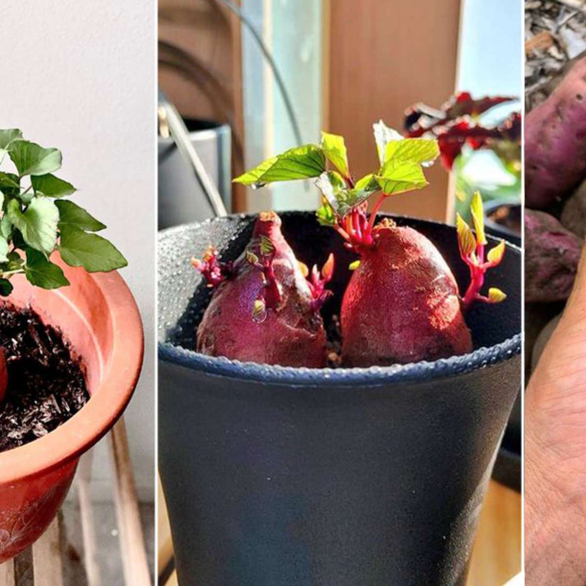 como plantar batata doce em vaso