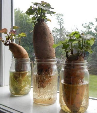 como plantar batata doce em vaso