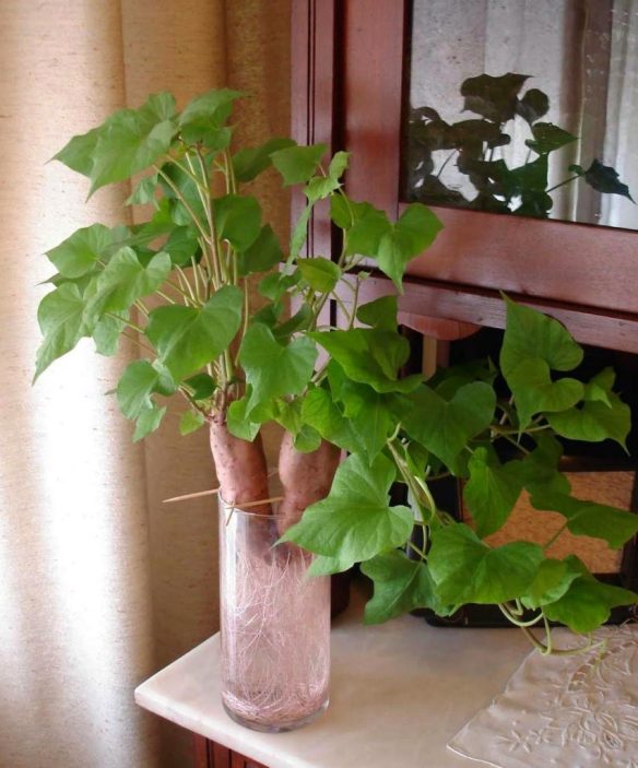 como plantar batata doce em vaso