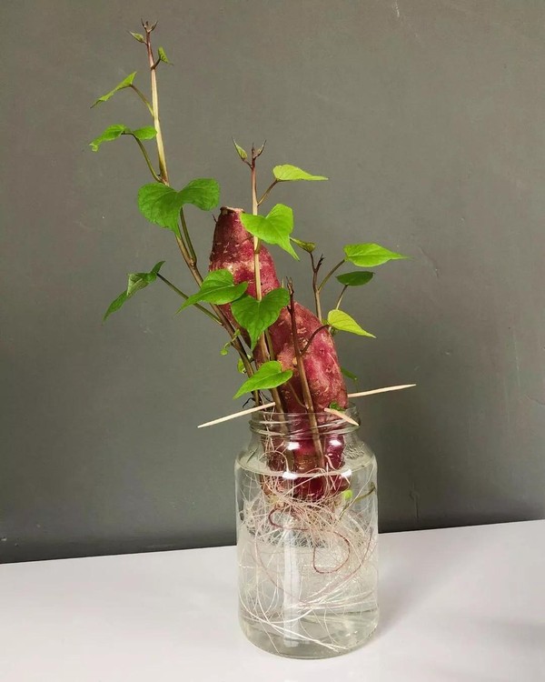 5 ideias de títulos:
1. Batata Doce em Vaso: Guia Completo para Iniciantes
2. Como Ter Batata Doce Fresca em Casa: Dicas de Plantio em Vaso
3. Colheita de Batata Doce em Vaso: Passo a Passo Detalhado
4. Os Melhores Vasos e Solos para o Cultivo de Batata Doce
5. Erros Comuns ao Plantar Batata Doce em Vaso e Como Evitá-los