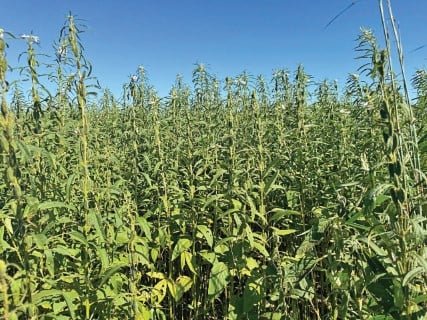 5 ideias de títulos:
1. Guia Completo: Como Plantar Gergelim do Início ao Fim
2. Gergelim na Horta: Repelente Natural e Semente Nutritiva
3. Passo a Passo: Cultivo de Gergelim para Iniciantes
4. Colheita e Secagem de Gergelim: Dicas Essenciais
5. Os Segredos do Solo e Clima Ideais para o Plantio de Gergelim