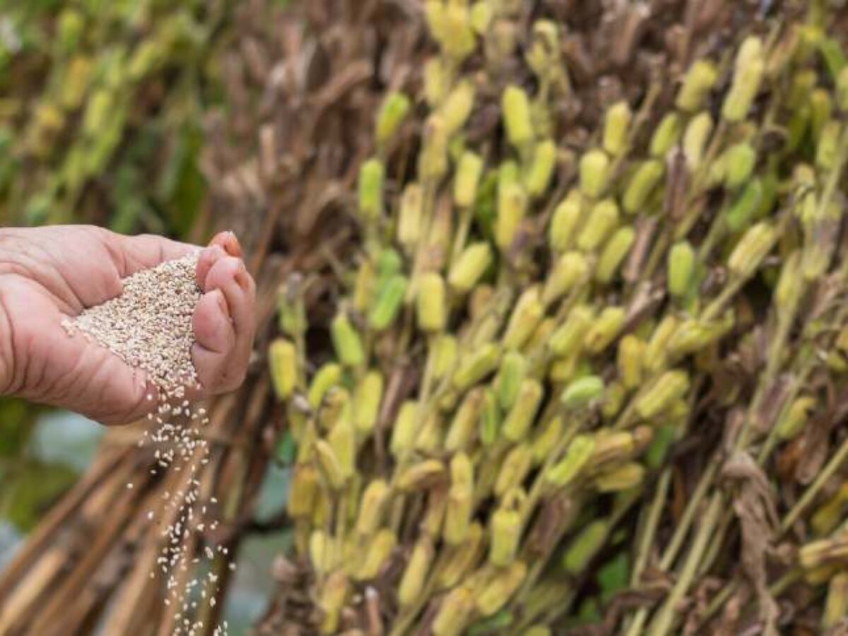 como plantar gergelim